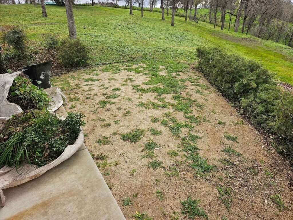 Lawn maintenance after